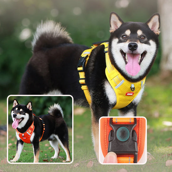 Un chien noir et feu portant la HARNAIS ANTI TRACTION CHIEN ZENWALK™ jaune vif se tient sur de l'herbe, souriant. Des encarts montrent le chien dans un HARNAIS ANTI TRACTION CHIEN ZENWALK™ orange et un gros plan de sa boucle orange.