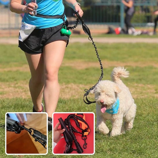 Une femme court sur l'herbe avec un petit chien blanc en utilisant le Laisse Mains Libres Chien - Running, Randonnée & Balade by Pattes Urbaines. Des encarts mettent en évidence la ceinture réglable et les différentes attaches de la laisse et du harnais.