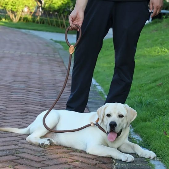 Labrador allongé près d’une zone herbeuse avec une laisse chien marron tenue par une personne.