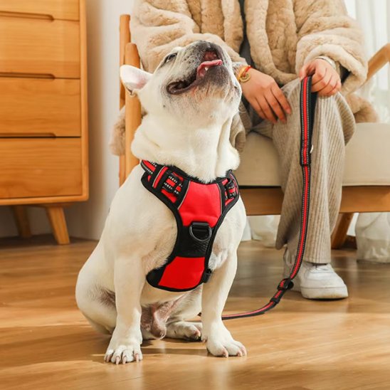 Un bouledogue français portant le DuoGrip Harnais pour chien en rouge est assis sur un plancher en bois tandis que son maßtre, habillé de façon décontractée et assis sur une chaise, tient la laisse assortie.