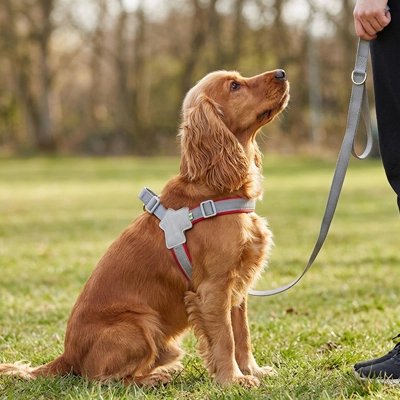 Un golden retriever équipé d’un harnais chien rouge est assis devant son maître dans un parc.