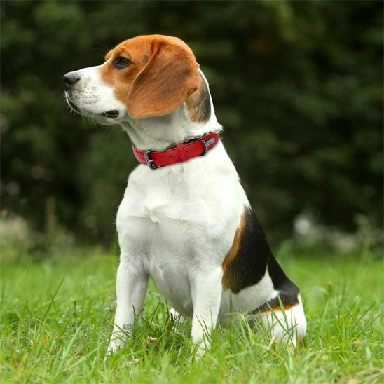 Beagle assis sur l’herbe portant un collier chien en cuir rouge.