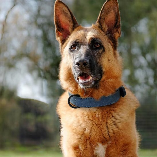 Berger Allemand portant un collier chien en cuir bleu en extérieur.