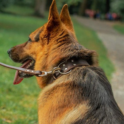 Berger Allemand portant un collier en cuir pour chien avec clous et boucle métallique.