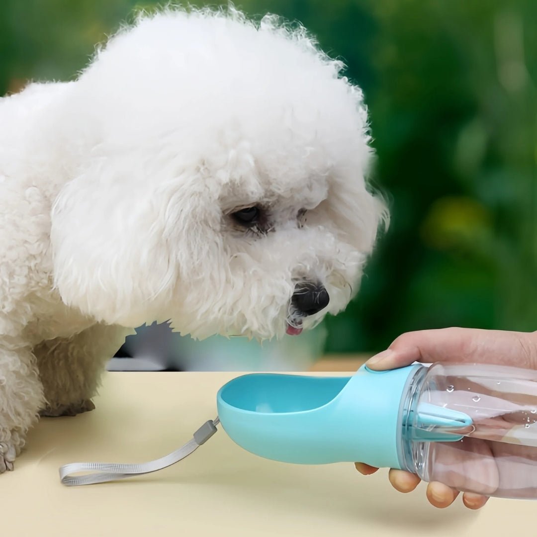 Un chien blanc duveteux boit dans le Gourde Chien Promenade 2-en-1 | HydroSnack™ - Eau & Nourriture Partout, une bouteille d'eau portable pour animaux de compagnie avec un bol bleu, tenue par une personne sur un fond flou vert.