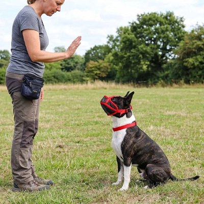 Chien bringé avec muselière pour chien rouge en pleine séance d’obéissance.