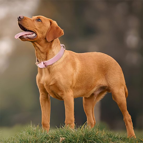 Chien brun portant un collier chien en cuir rose sur la pelouse.