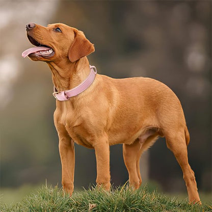 Chien brun portant un collier chien en cuir rose sur la pelouse.
