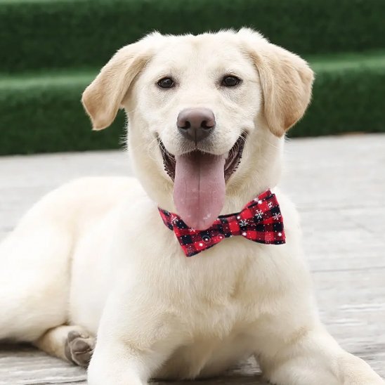 Chien clair assis portant un collier chien avec nœud papillon rouge à motif hivernal.