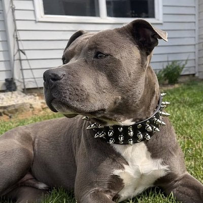 Chien gris allongé sur l’herbe portant un collier en cuir pour chien noir avec grandes pointes métalliques.