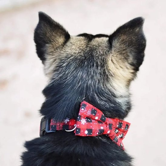 Chien noir et blanc debout portant un collier chien avec nœud papillon vert à motif festif.