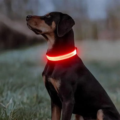    Chien portant un collier lumineux pour chien rouge en extérieur.