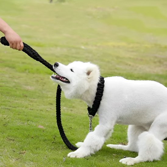 Chiot Berger Blanc Suisse jouant avec sa laisse chien en corde noire tressée