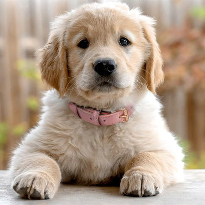 Chiot Golden Retriever portant un collier chien en cuir rose.