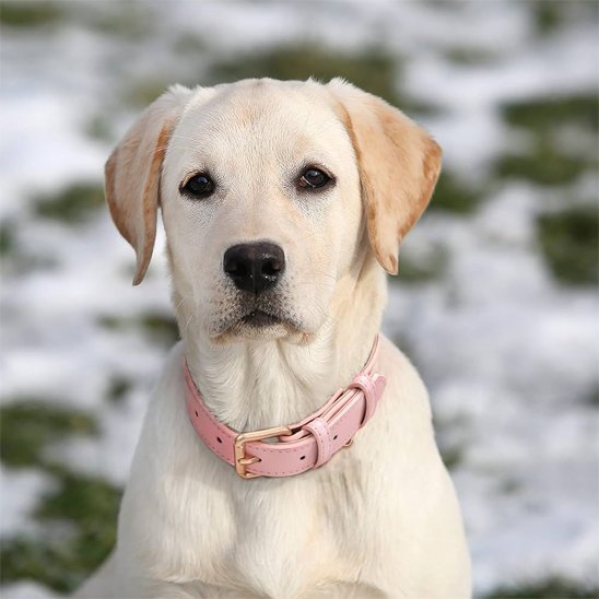 Chiot Labrador portant un collier chien rose en cuir dans un décor extérieur.