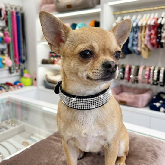 Collier chien noir strass élégant pour petit chien