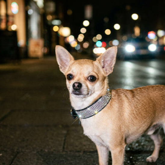 Collier chien strass argenté brillant effet bling la nuit