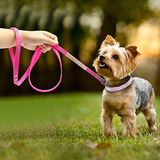 Collier chien strass rose et laisse assortie pour Yorkshire