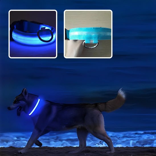 Un chien portant le Collier Lumineux Chien LED | LumiSécur™, visible jusqu'à 500m la nuit, se promène sur une plage ; deux encarts ci-dessus montrent des détails en gros plan du collier lumineux.