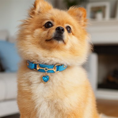 Collier pour chien bleu en cuir avec breloque cœur strass sur Poméranien