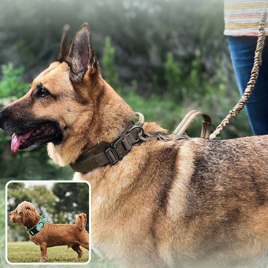 Un grand berger allemand portant le Collier Chien Robuste à Poignée | Defender - Contrôle Total pour chiens actifs se tient en laisse à l'extérieur. Encadré : Un petit chien brun avec un collier bleu se tient dans l'herbe à l'extérieur.
