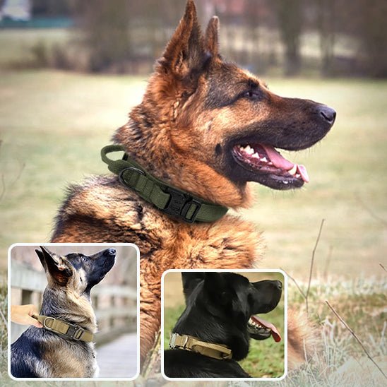 Un berger allemand porte le Collier Chien Robuste à Poignée | Defender - Contrôle Total (vert) à l'extérieur. Les encarts montrent deux chiens portant le même collier en fauve et en noir, tous photographiés à l'extérieur.