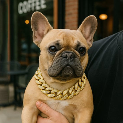 Collier pour chien tendance chaîne dorée brillante sur Bouledogue français