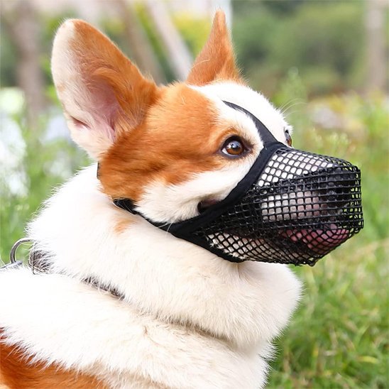Corgi portant une muselière chien respirante pour promenade sécurisée.