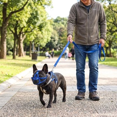 French Bulldog portant une muselière pour chien bleue lors d’une promenade en parc.