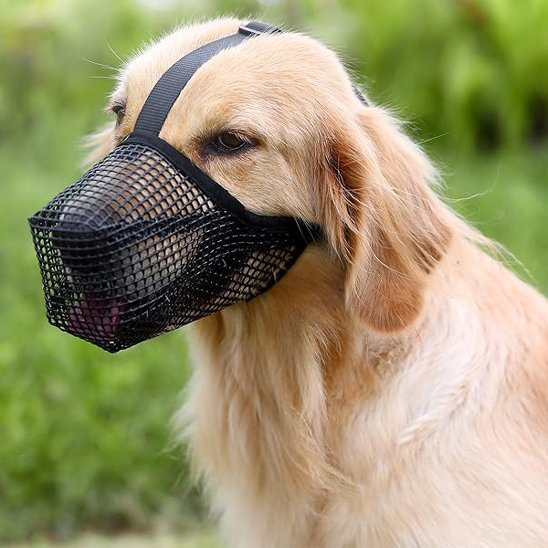 Golden retriever équipé d’une muselière chien pour promenade sereine.