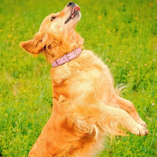 Golden Retriever portant un collier chien en cuir rose dans un champ.