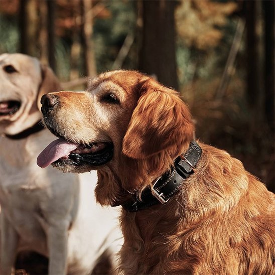Golden Retriever portant un collier en cuir pour chien noir lors d’une promenade en forêt.