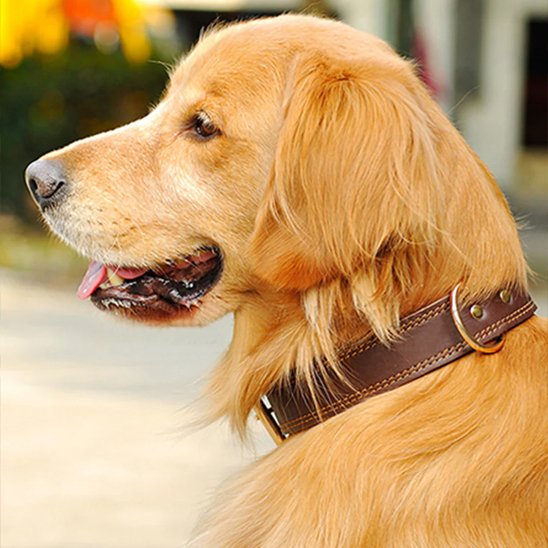 Golden Retriever portant un collier en cuir pour chien marron en extérieur.