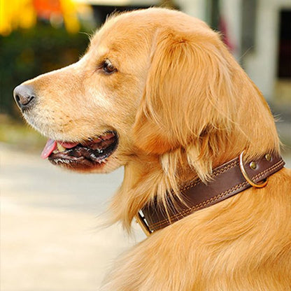 Golden Retriever portant un collier en cuir pour chien marron en extérieur.