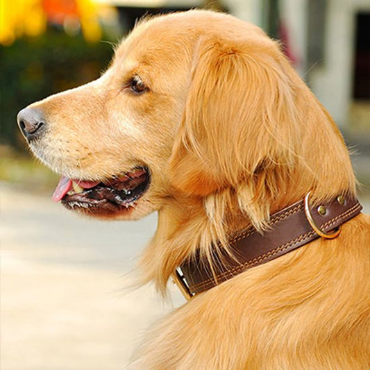 Golden Retriever portant un collier en cuir pour chien marron en extérieur.