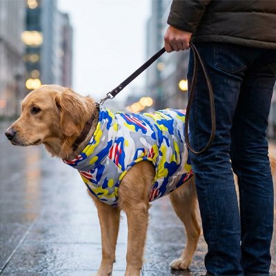 Golden retriever portant un manteau chien camouflage multicolore sur une rue humide en ville.