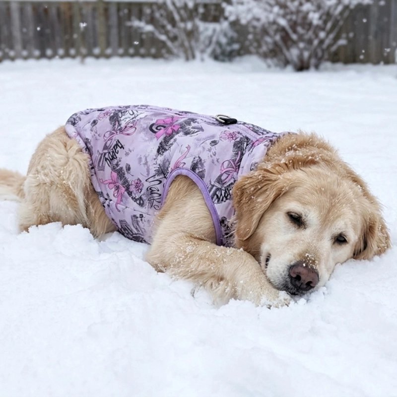 Golden retriever portant un manteau pour chien violet à motifs, allongé dans la neige près d’une clôture en bois.