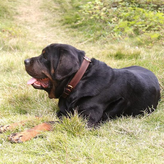 Grand chien noir et brun portant un collier en cuir pour chien marron en extérieur.