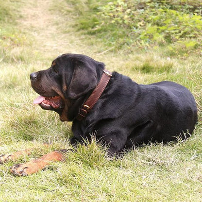 Grand chien noir et brun portant un collier en cuir pour chien marron en extérieur.