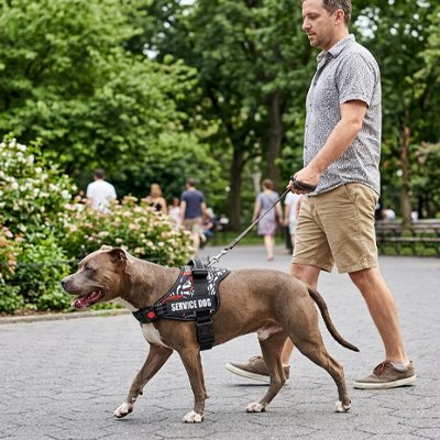 Harnais chien graffiti blanc porté par un chien en laisse dans un parc pavé