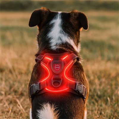 Harnais chien LED rouge