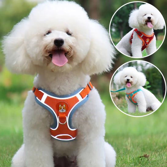 Un chien blanc et duveteux porte le Harnais Petit Chien Doux | Câlinou - Rembourré & Ultra Confortable en orange, assis dans l'herbe et haletant joyeusement. Deux images en médaillon montrent le même chien à l'extérieur dans différentes poses avec le harnais.