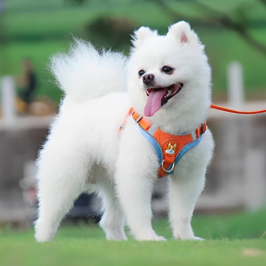Un chien blanc tout doux se tient sur l'herbe verte, heureux de porter le Harnais Petit Chien Doux | Câlinou orange avec laisse 1.5 m-rembourré et ultra confortable. L'arrière-plan est flou avec des touches de verdure.