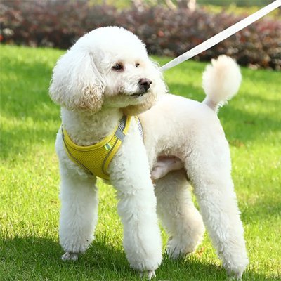 Un caniche blanc duveteux porte le Harnais Réfléchissant Petit Chien & Chat | HarnaisFlash™ - Sécurité & Confort en jaune tout en se tenant sur de l'herbe verte et en regardant sur le côté, tenu en laisse à l'extérieur.