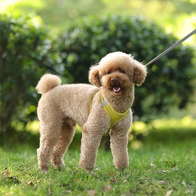 Un petit chien brun au poil frisé se tient sur de l'herbe verte et porte le Jaune Harnais Réfléchissant Petit Chien & Chat | HarnaisFlash™ - Sécurité & Confort, attaché à une laisse, avec en arrière-plan des arbres et des buissons éclairés par le soleil et flous.