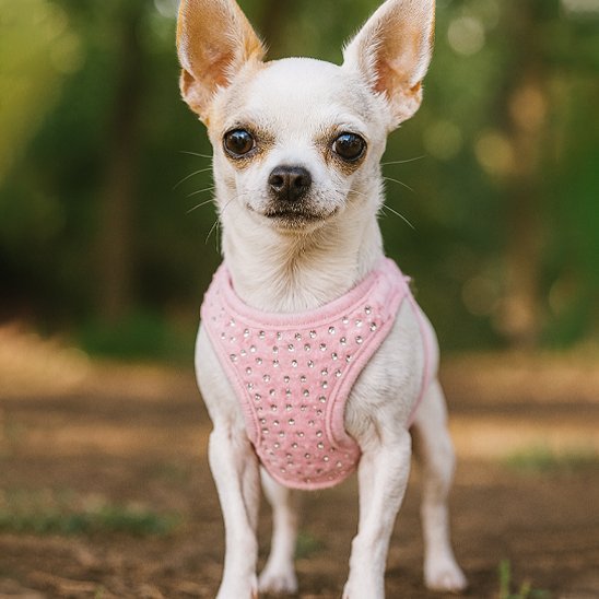 Un petit chihuahua blanc porte le Harnais Petit Chien Stylé de MiniGlam, un harnais rose élégant et confortable pour les petites races, alors qu'il se tient sur un chemin de terre avec un feuillage vert en arrière-plan.