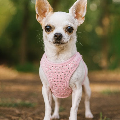 Un petit chihuahua blanc porte le Harnais Petit Chien Stylé de MiniGlam, un harnais rose élégant et confortable pour les petites races, alors qu'il se tient sur un chemin de terre avec un feuillage vert en arrière-plan.