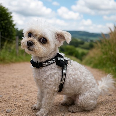Un petit chien blanc en peluche portant le gilet Harnais Petit Chien de PetitBijou est assis sur un chemin de terre en plein air, entouré de champs verts et d'un ciel bleu nuageux.