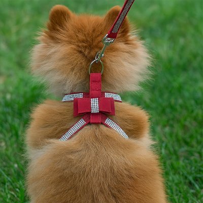 Un chien brun duveteux vu de dos porte le Harnais Petit Chien Gilet | PetitBijou en rouge, avec un nœud décoratif et des strass, alors qu'il se tient sur de l'herbe verte.