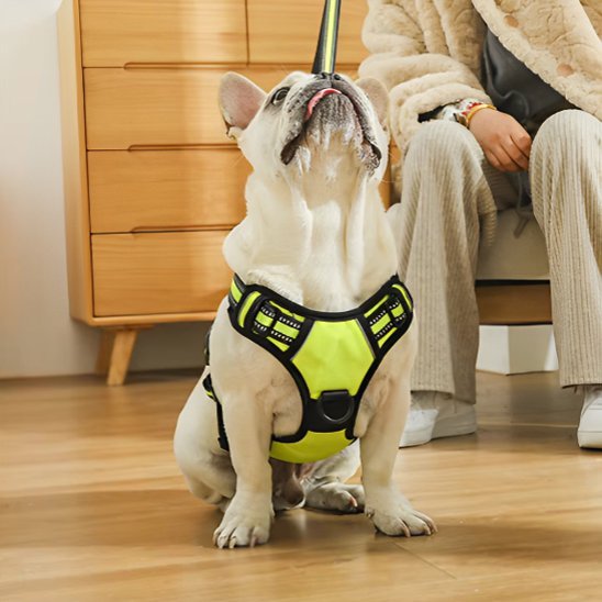 Harnais pour chien | DuoGrip - Pattes Urbaines